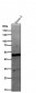 Anti-FOXA2/Hnf3B Rabbit Monoclonal Antibody