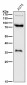 Anti-L1CAM Rabbit Monoclonal Antibody