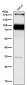 Anti-L1CAM Rabbit Monoclonal Antibody