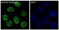 Anti-GATA4 Rabbit Monoclonal Antibody
