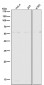 Anti-ERp57 PDIA3 Rabbit Monoclonal Antibody