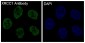 Anti-XRCC1 Rabbit Monoclonal Antibody