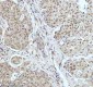 Anti-53BP1 TP53BP1 Rabbit Monoclonal Antibody