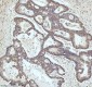 Anti-53BP1 TP53BP1 Rabbit Monoclonal Antibody