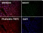 Anti-53BP1 TP53BP1 Rabbit Monoclonal Antibody