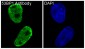 Anti-53BP1 TP53BP1 Rabbit Monoclonal Antibody