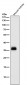 Anti-SFRP1 Rabbit Monoclonal Antibody