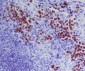 Anti-GATA1 Rabbit Monoclonal Antibody