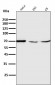 Anti-EAAT2/GLT-1/SLC1A2 Rabbit Monoclonal Antibody