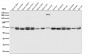 Anti-EAAT2/GLT-1/SLC1A2 Rabbit Monoclonal Antibody