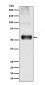 Anti-EAAT1 SLC1A3 Rabbit Monoclonal Antibody