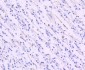 Anti-EAAT1 SLC1A3 Rabbit Monoclonal Antibody