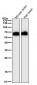 Anti-EAAT1 SLC1A3 Rabbit Monoclonal Antibody