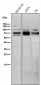 Anti-BACE1/Bace Rabbit Monoclonal Antibody