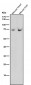 Anti-NR5A2/Lrh 1 Rabbit Monoclonal Antibody