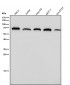 Anti-NR5A2/Lrh 1 Rabbit Monoclonal Antibody