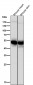 Anti-GLUT3 SLC2A3 Rabbit Monoclonal Antibody