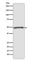 Anti-Atg4C Rabbit Monoclonal Antibody