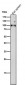 Anti-Dnmt3b Rabbit Monoclonal Antibody Rabbit Monoclonal Antibody