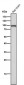 Anti-Dnmt3b Rabbit Monoclonal Antibody Rabbit Monoclonal Antibody