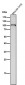 Anti-Dnmt3b Rabbit Monoclonal Antibody Rabbit Monoclonal Antibody