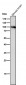 Anti-Dnmt3b Rabbit Monoclonal Antibody Rabbit Monoclonal Antibody