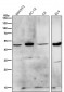 Anti-HDAC11/Histone Deacetylase 11 Rabbit Monoclonal Antibody