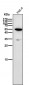 Anti-HDAC11/Histone Deacetylase 11 Rabbit Monoclonal Antibody