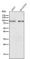 Anti-STAT5a Rabbit Monoclonal Antibody