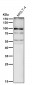 Anti-STAT5a Rabbit Monoclonal Antibody