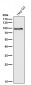 Anti-STAT5a Rabbit Monoclonal Antibody