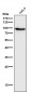 Anti-STAT5a Rabbit Monoclonal Antibody