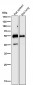Anti-Desmin Rabbit Monoclonal Antibody