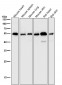 Anti-Desmin Rabbit Monoclonal Antibody