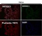 Anti-HAPLN1 Rabbit Monoclonal Antibody