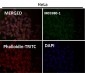 Anti-HAPLN1 Rabbit Monoclonal Antibody