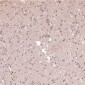 Anti-HAPLN1 Rabbit Monoclonal Antibody