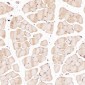 Anti-HAPLN1 Rabbit Monoclonal Antibody