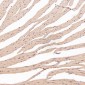 Anti-HAPLN1 Rabbit Monoclonal Antibody