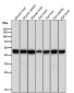 Anti-HAPLN1 Rabbit Monoclonal Antibody
