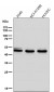 Anti-HAPLN1 Rabbit Monoclonal Antibody