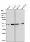 Anti-HAPLN1 Rabbit Monoclonal Antibody