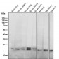 Anti-RAB11A Rabbit Monoclonal Antibody