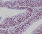 Anti-TCF7L2 Rabbit Monoclonal Antibody