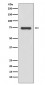 Anti-Moesin Rabbit Monoclonal Antibody