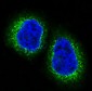 Anti-HDAC10 Rabbit Monoclonal Antibody