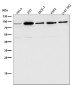 Anti-HDAC10 Rabbit Monoclonal Antibody