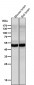 Anti-Cdc25C Rabbit Monoclonal Antibody