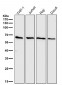 Anti-Cdc25B Rabbit Monoclonal Antibody