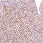 Anti-TSG101 Rabbit Monoclonal Antibody